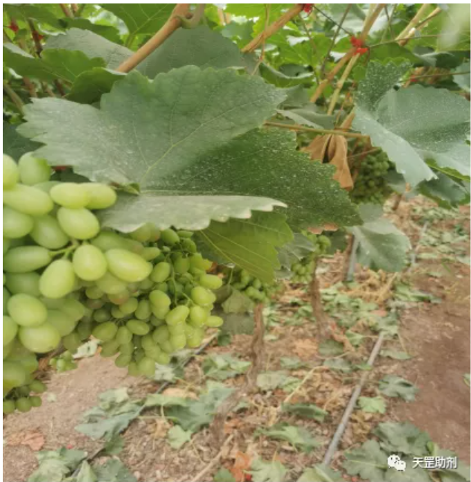 天罡耐農藥光穩(wěn)定劑為唯一滿足要求助劑配方,達到國際領先水平 天罡耐農藥光穩(wěn)定劑為唯一滿足要求助劑配方,達到國際領先水平